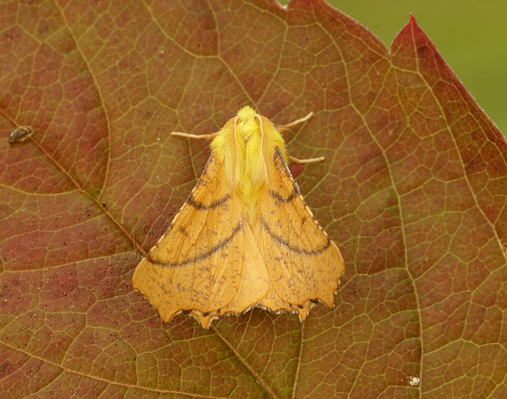 70.234 BF1913 Canary-shouldered Thorn Ennomos alniaria