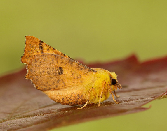 70.234 BF1913 Canary-shouldered Thorn Ennomos alniaria