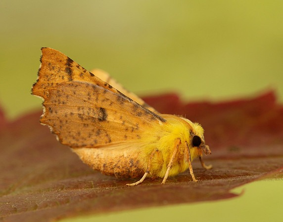 70.234 BF1913 Canary-shouldered Thorn Ennomos alniaria
