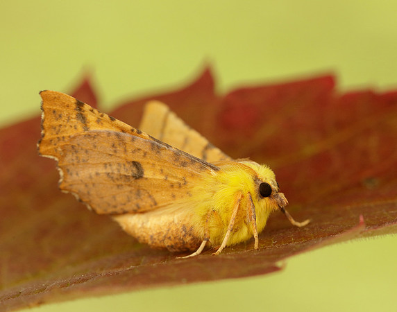 70.234 BF1913 Canary-shouldered Thorn Ennomos alniaria