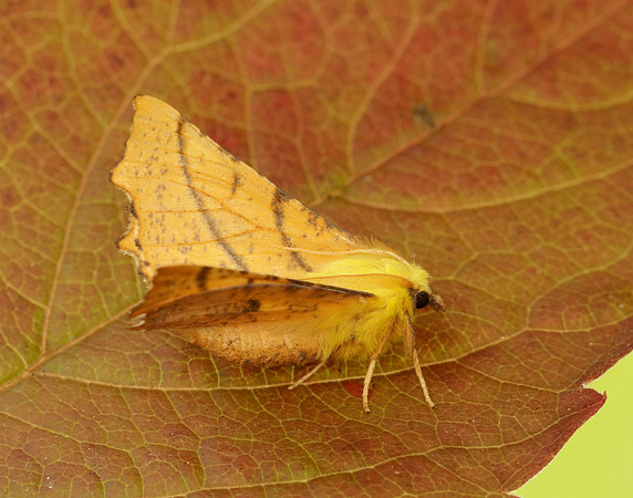 70.234 BF1913 Canary-shouldered Thorn Ennomos alniaria