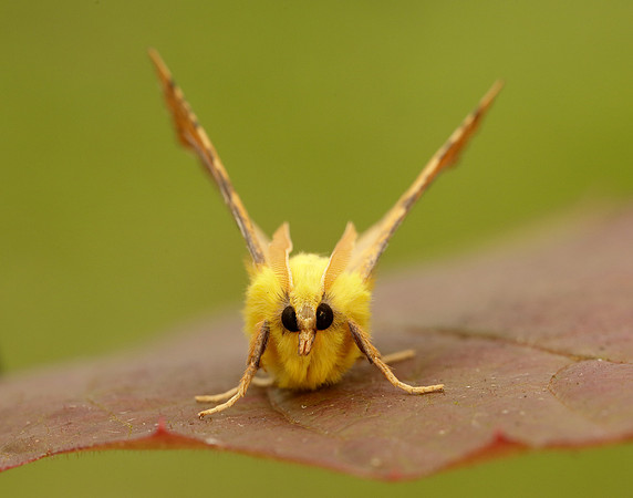 70.234 BF1913 Canary-shouldered Thorn Ennomos alniaria