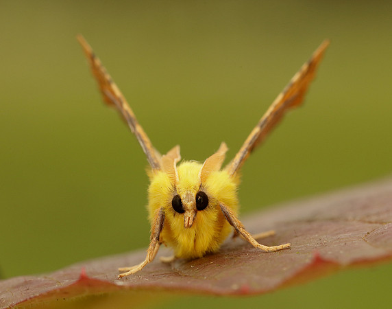 70.234 BF1913 Canary-shouldered Thorn Ennomos alniaria