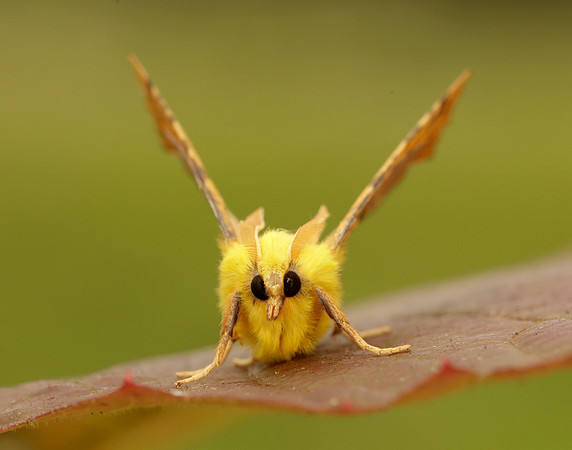 70.234 BF1913 Canary-shouldered Thorn Ennomos alniaria