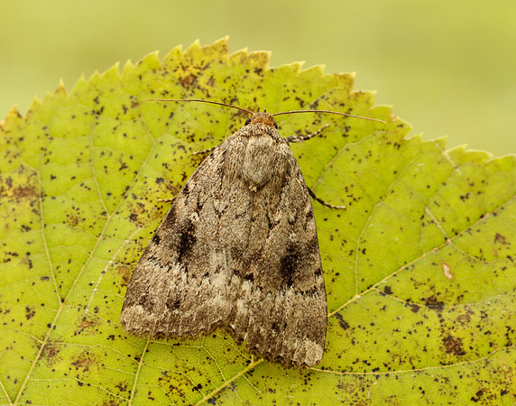 3.062 BF2297 Copper Underwing Amphipyra pyramidea