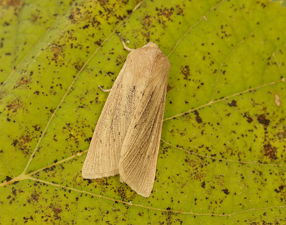 73.134 BF2375 Large Wainscot Rhizedra lutosa