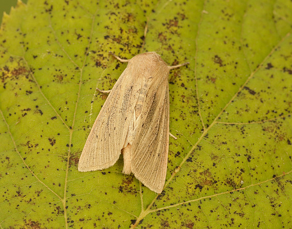 73.134 BF2375 Large Wainscot Rhizedra lutosa