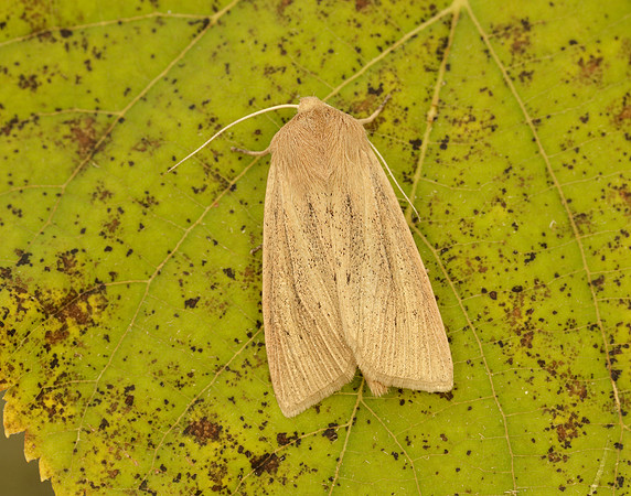 73.134 BF2375 Large Wainscot Rhizedra lutosa