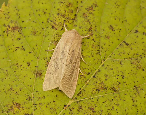 73.134 BF2375 Large Wainscot Rhizedra lutosa