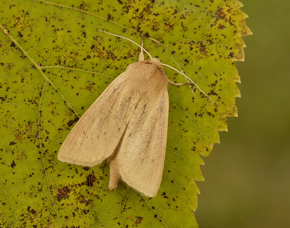 73.134 BF2375 Large Wainscot Rhizedra lutosa