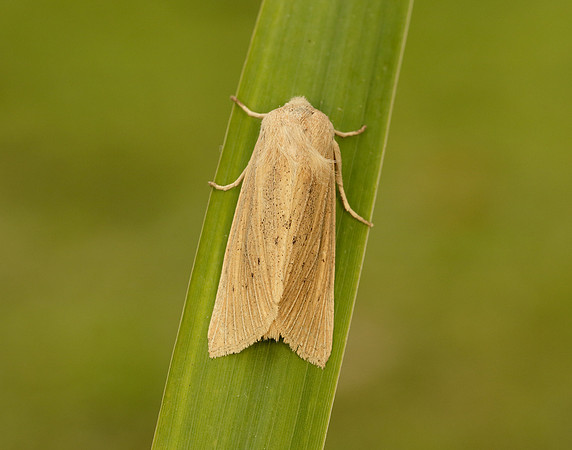 73.134 BF2375 Large Wainscot Rhizedra lutosa
