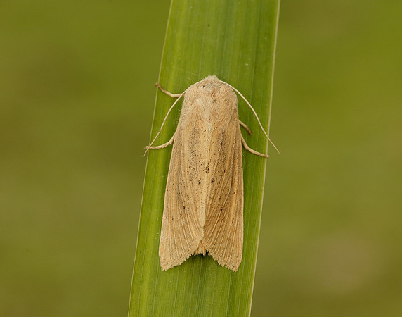 73.134 BF2375 Large Wainscot Rhizedra lutosa