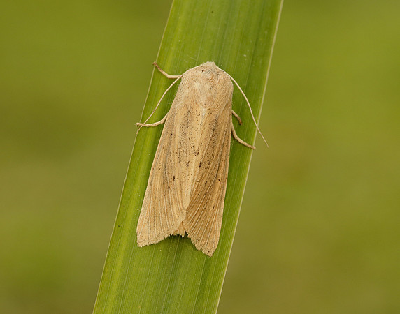 73.134 BF2375 Large Wainscot Rhizedra lutosa