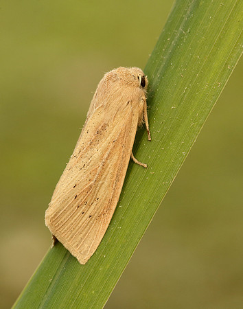 73.134 BF2375 Large Wainscot Rhizedra lutosa