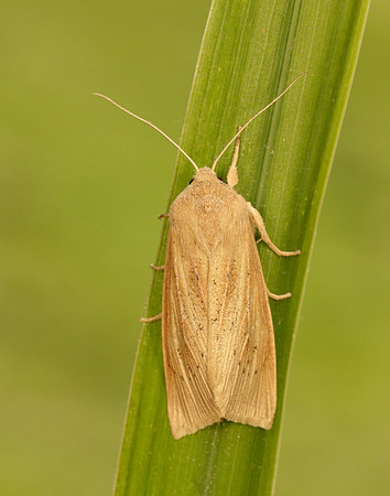 73.134 BF2375 Large Wainscot Rhizedra lutosa