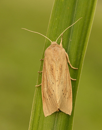 73.134 BF2375 Large Wainscot Rhizedra lutosa