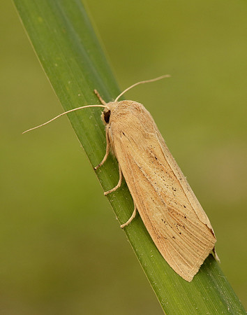73.134 BF2375 Large Wainscot Rhizedra lutosa