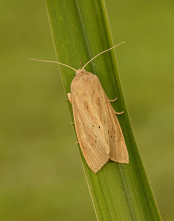 73.134 BF2375 Large Wainscot Rhizedra lutosa