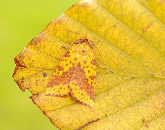 73.181 BF2273 Pink-barred Sallow Xanthia togata