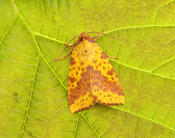 73.181 BF2273 Pink-barred Sallow Xanthia togata