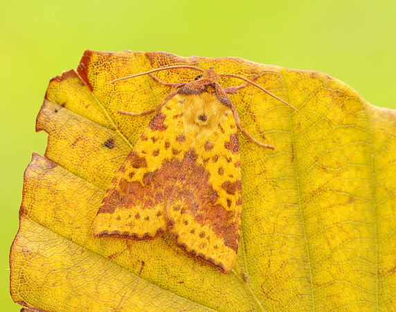73.181 BF2273 Pink-barred Sallow Xanthia togata
