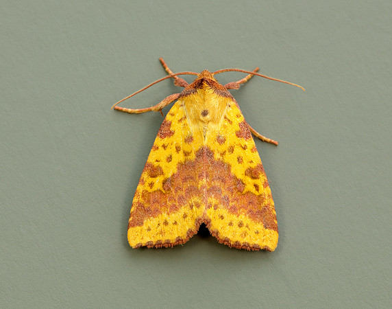 73.181 BF2273 Pink-barred Sallow Xanthia togata