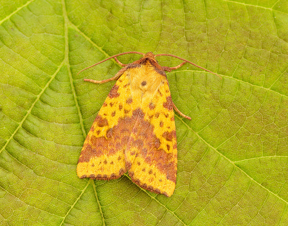 73.181 BF2273 Pink-barred Sallow Xanthia togata