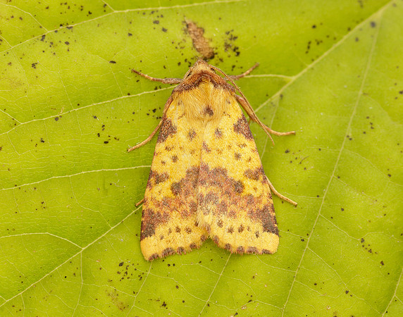 73.181 BF2273 Pink-barred Sallow Xanthia togata