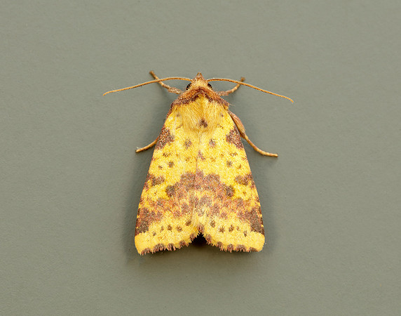 73.181 BF2273 Pink-barred Sallow Xanthia togata
