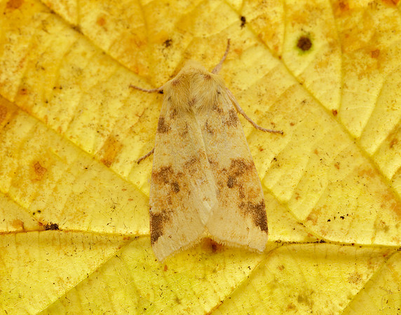 73.182 BF2274 Sallow Cirrhia icteritia