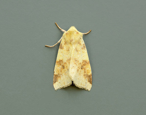 73.182 BF2274 Sallow Cirrhia icteritia