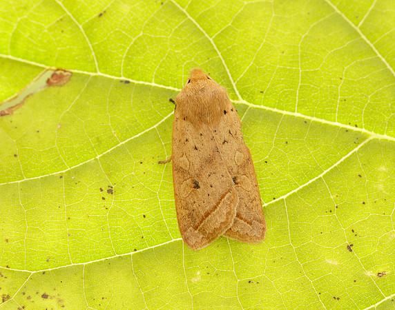 3.190 BF2264 Yellow-line Quaker Agrochola macilenta