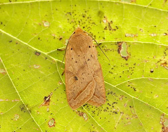 3.190 BF2264 Yellow-line Quaker Agrochola macilenta