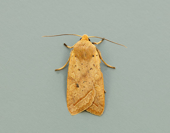 3.190 BF2264 Yellow-line Quaker Agrochola macilenta