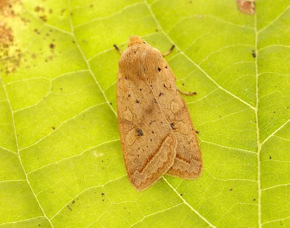 3.190 BF2264 Yellow-line Quaker Agrochola macilenta