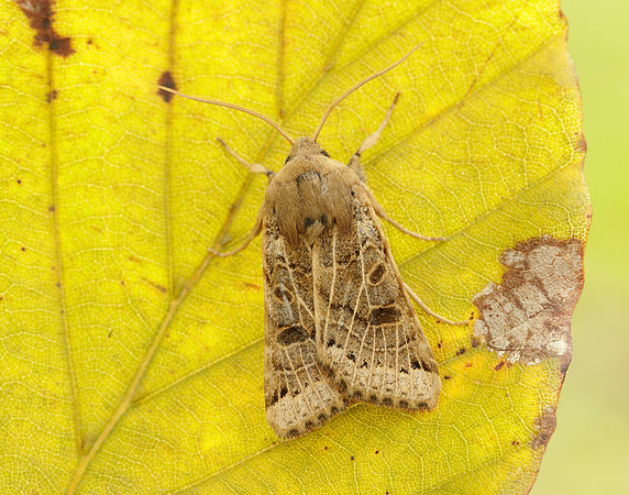 73.193 BF2270 Lunar Underwing Omphaloscelis lunosa
