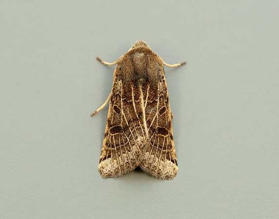 73.193 BF2270 Lunar Underwing Omphaloscelis lunosa