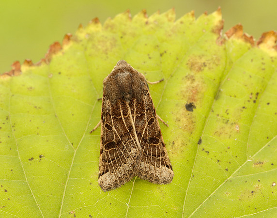 73.193 BF2270 Lunar Underwing Omphaloscelis lunosa
