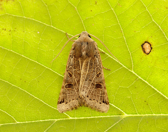 73.193 BF2270 Lunar Underwing Omphaloscelis lunosa