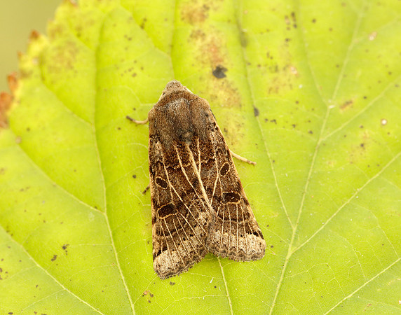 73.193 BF2270 Lunar Underwing Omphaloscelis lunosa