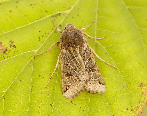 73.193 BF2270 Lunar Underwing Omphaloscelis lunosa
