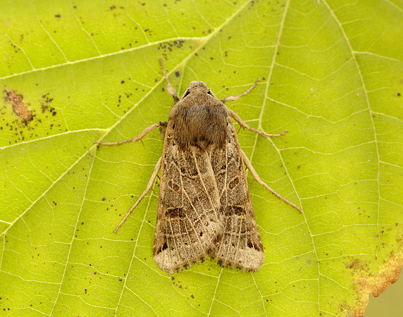 73.193 BF2270 Lunar Underwing Omphaloscelis lunosa