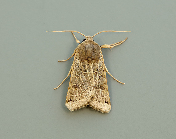 73.193 BF2270 Lunar Underwing Omphaloscelis lunosa