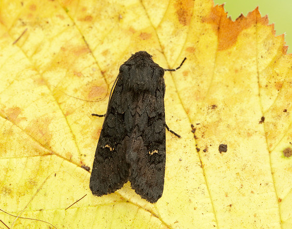 73.233 BF2232 Black Rustic Aporophyla nigra