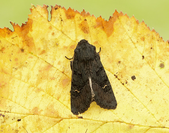73.233 BF2232 Black Rustic Aporophyla nigra