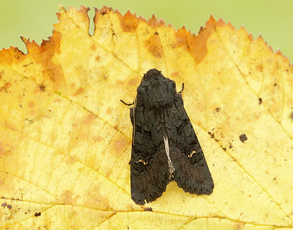 73.233 BF2232 Black Rustic Aporophyla nigra