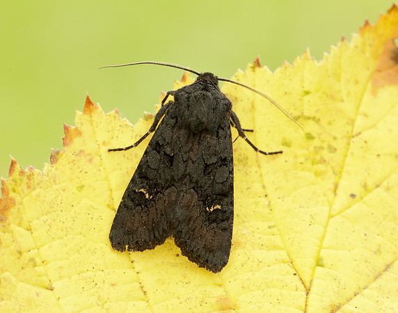 73.233 BF2232 Black Rustic Aporophyla nigra