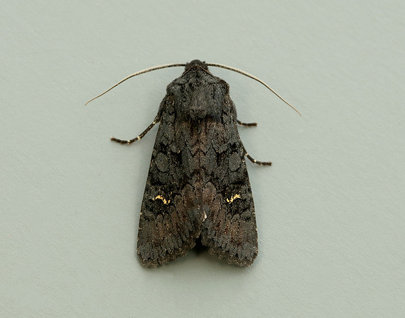 73.233 BF2232 Black Rustic Aporophyla nigra