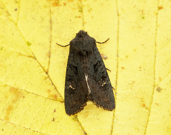 73.233 BF2232 Black Rustic Aporophyla nigra