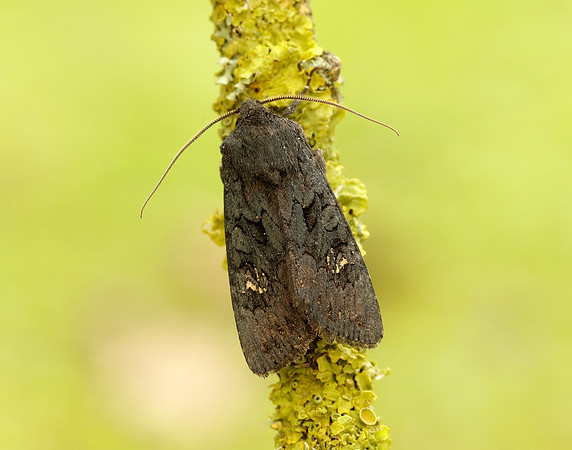 73.233 BF2232 Black Rustic Aporophyla nigra